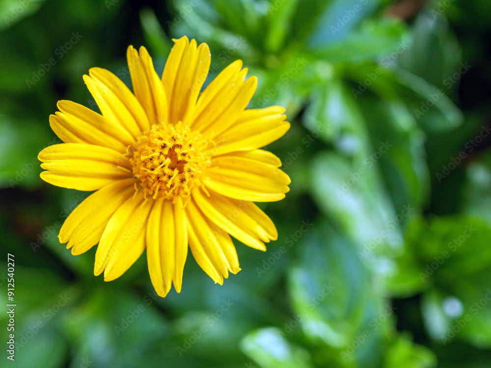 blooming pretty yellow creeping daisy flower, close-up of pollen yellow creeping daisy flower, yellow creeping daisy flowers growing in rainy season blooming pretty yellow creeping daisy flower, close-up of pollen yellow creeping daisy flower, yellow creeping daisy flowers growing in rainy season