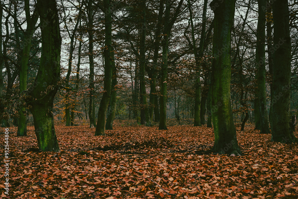 Late autumn impressions in a forest, trees without leaves in late autumn, leaves on the ground, light fog Late autumn impressions in a forest, trees without leaves in late autumn, leaves on the ground, light fog