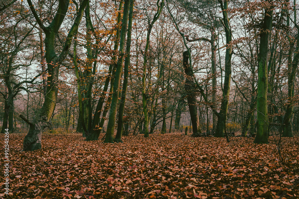Late autumn impressions in a forest, trees without leaves in late autumn, leaves on the ground, light fog Late autumn impressions in a forest, trees without leaves in late autumn, leaves on the ground, light fog