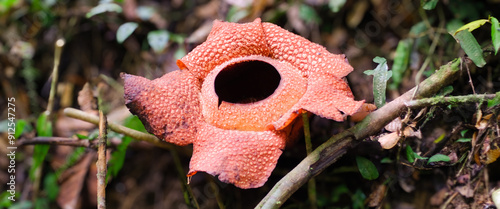 The biggest reflesia arnoldii flower, Rafflesia arnoldii is one of the rare flora in Indonesia. This flower has a distinctive foul odor which is useful in the pollination process. photo