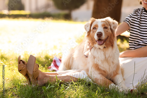 Cute Australian Shepherd do...