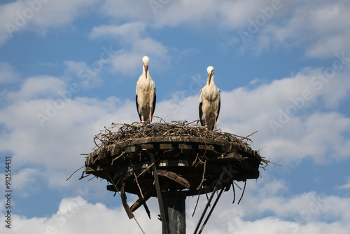 Zwei Weißstörche auf dem Nest