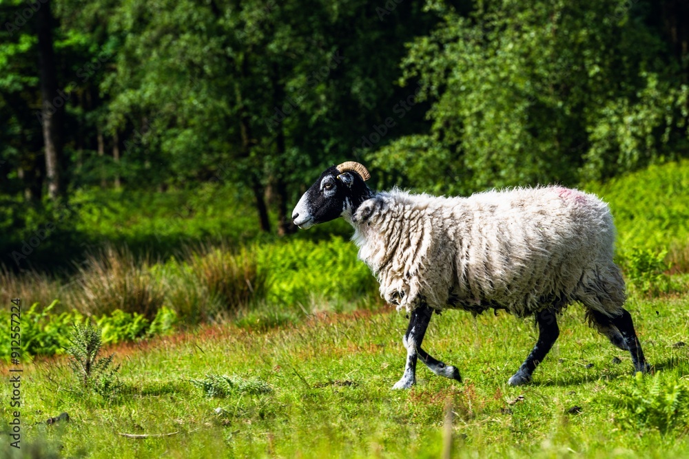 Fototapeta premium Sheeps in North York Moors National Park, Yorkshire, England
