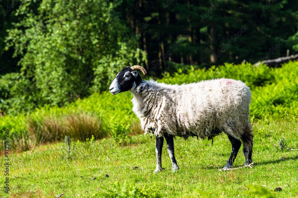 Sheeps in North York Moors National Park, Yorkshire, England Sheeps in North York Moors National Park, Yorkshire, England
