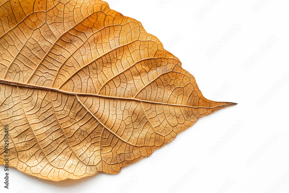Obraz premium A close-up of a dried autumn leaf with intricate details, isolated on a white background.