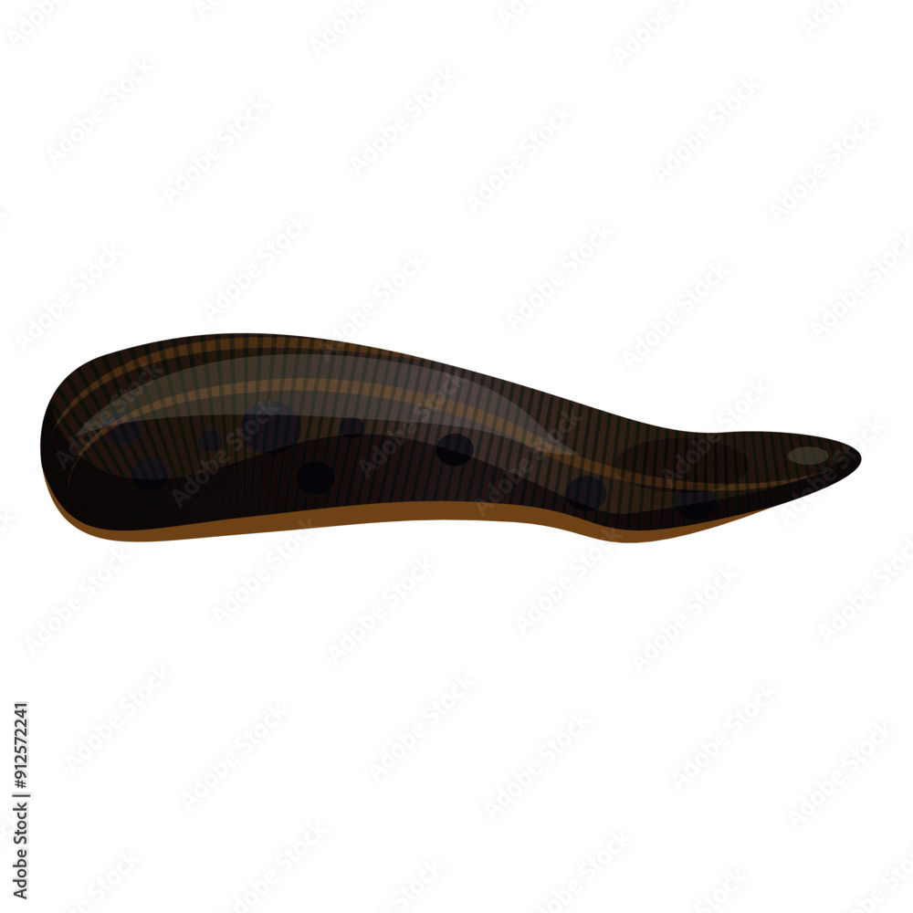 A long black leech with the characteristic features of this species A long black leech with the characteristic features of this species