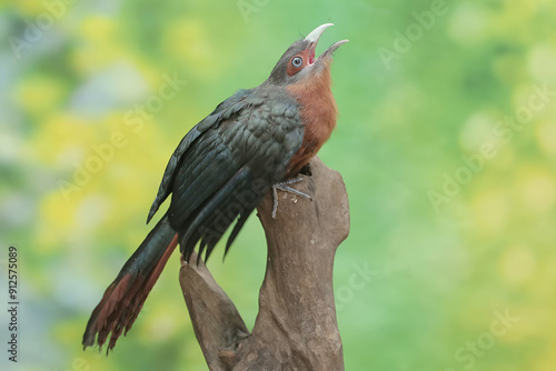 A young chestnut-breasted malkoha hunts for small insects on a rotting tree trunk. This beautifully colored bird has the scientific name Phaenicophaeus curvirostris.