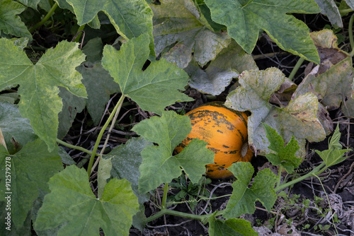 Beautiful pumpkins on the field. Organic vegetable growing on farming. Harvest season in Ukraine. Pumpkins on farman can be used on Halloween photo