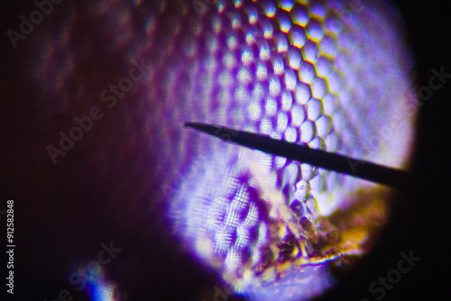 Macro photography of insects. Details of insect body parts under a microscope. A butterfly's reticular eye under a microscope photo