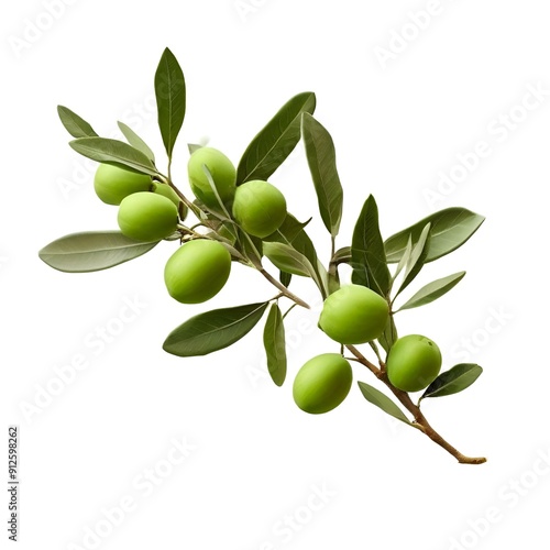 Wallpaper Mural  branch-of-olive-tree-isolated-on-white-or-transparent-png Torontodigital.ca