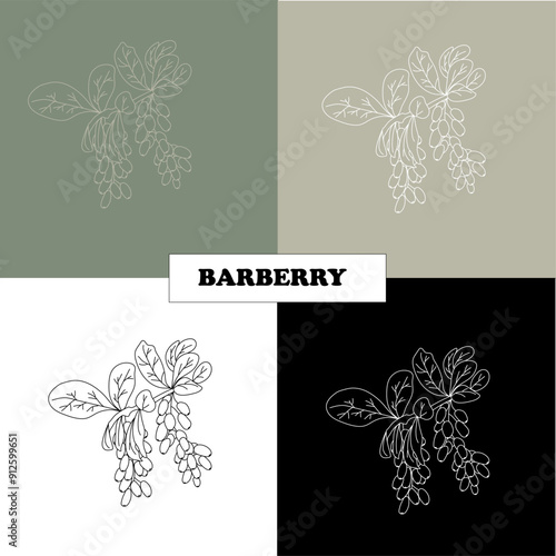 Barberry, spices, herbs hand-drawn in black lines on a white background in vector. Cosmetic, perfumery and medicinal plant barberry.