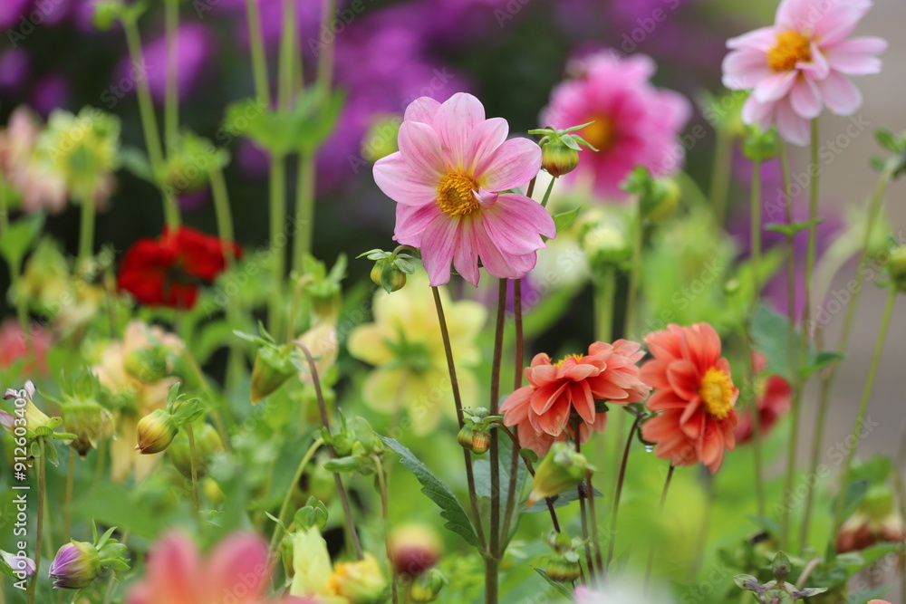 Dahlia flowers in the garden on green leaves background. Dahlia flowers in the garden on green leaves background.