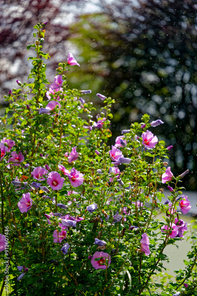 Obraz premium Hibiscus bush with many pink flowers during a summer rain.