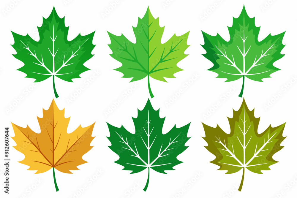 Maple leaf setart vector illustration Maple leaf setart vector illustration