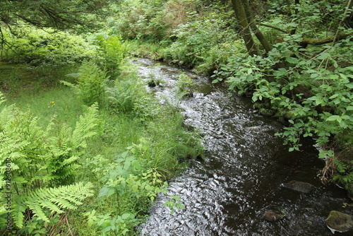A Small Country Stream in a Woodland Forest Setting.
