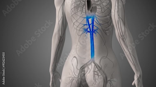 Inferior vena cava medical animation