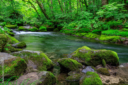 Emerald Tapestry: Oirase River's Mossy Embrace in Aomori, Japan