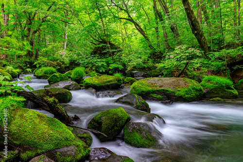 Rushing Waters of Oirase River Amidst Dense Greenery in Japan, Aomori, Japan