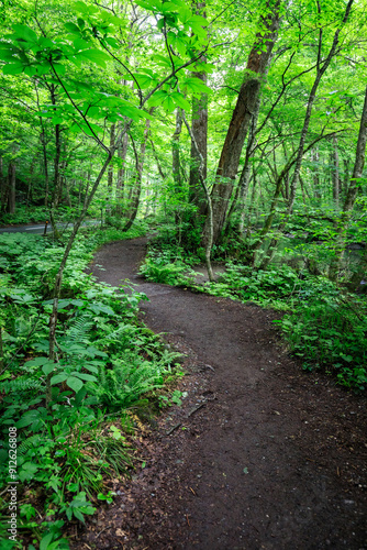 A Serene Walk Through the Lush Green Forest Path