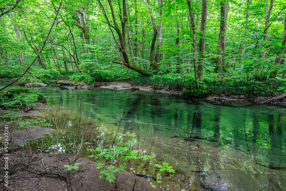 Serene Sanctuary: A Tranquil Forest Stream in Oirase River, Aomori, Japan Serene Sanctuary: A Tranquil Forest Stream in Oirase River, Aomori, Japan