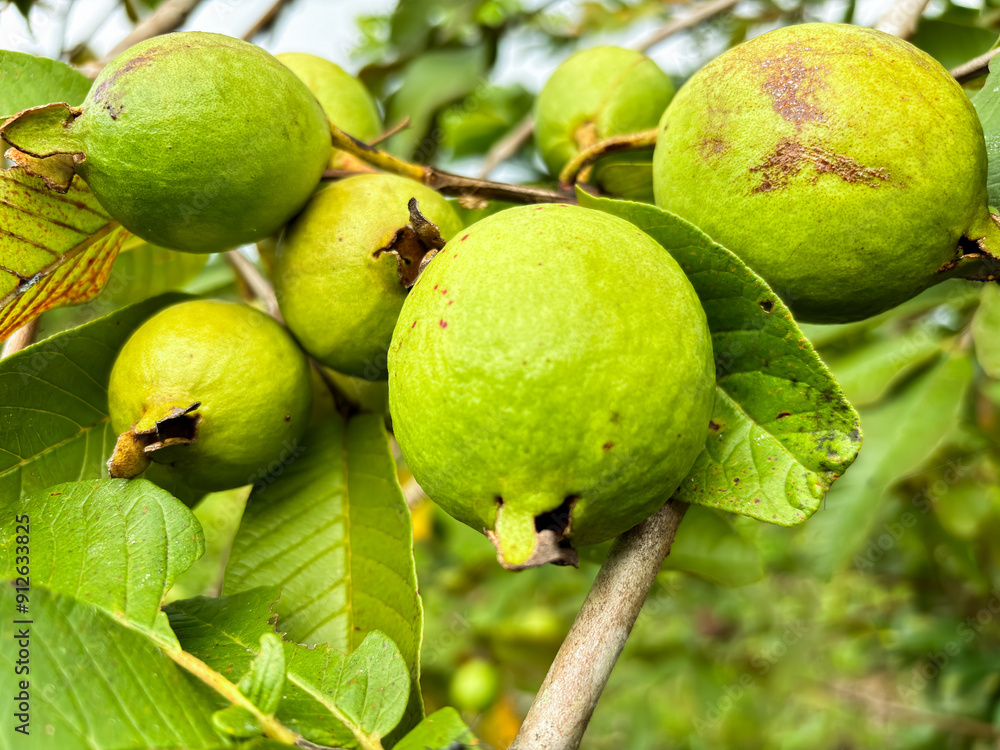Obraz premium Close-up Guava fruit, guava fruit in the tree, guava fruit that is still raw