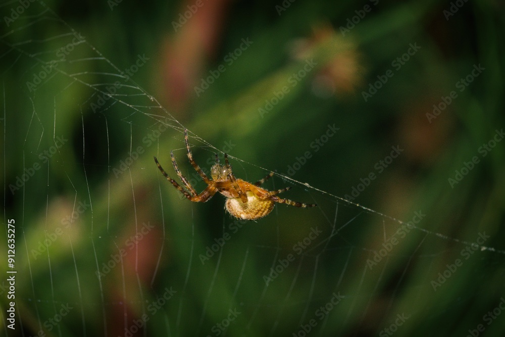 Cross spider sitting in a fresh web. Cross spider sitting in a fresh web.