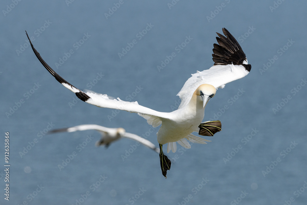 Fototapeta premium Northern Gannet, Morus bassanus, adult bird in flight, coming into land