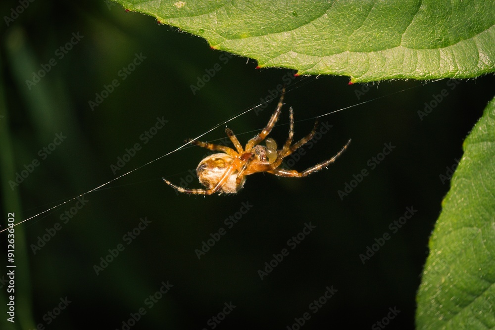 Cross spider creating a web line Cross spider creating a web line
