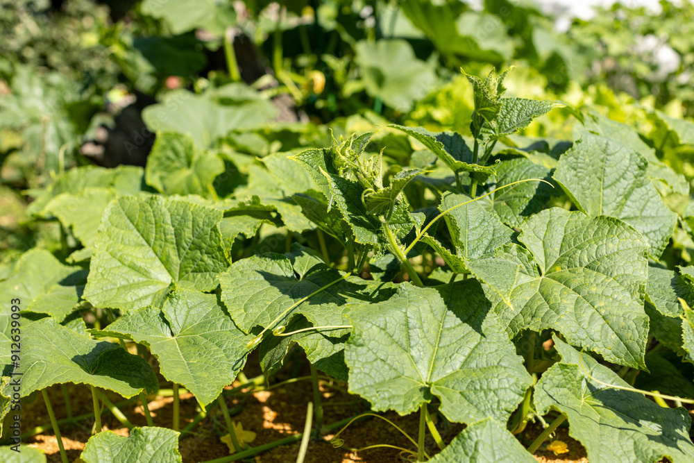 Large cucumber leaves in the garden on a sunny day, photosynthesis, waiting for harvest Large cucumber leaves in the garden on a sunny day, photosynthesis, waiting for harvest