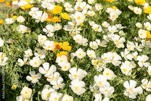 Eschscholzia California poppy, white and orange flowers, Ashsholtsia California Poppy White Linen