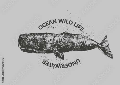 Vector humpback whale illustration. Black ink sea animal sketch with grunge texture for prints and labels background.