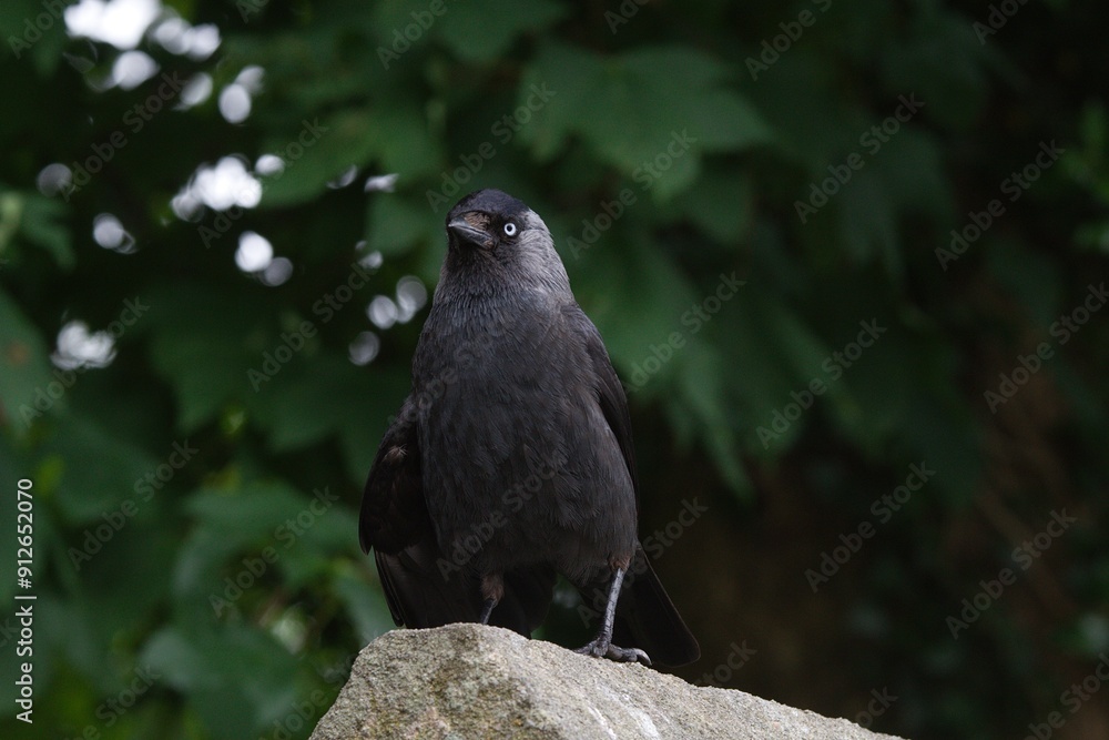 Fototapeta premium Jackdaw standing on a stone wall.