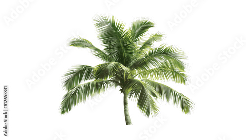 palm tree isolated on white