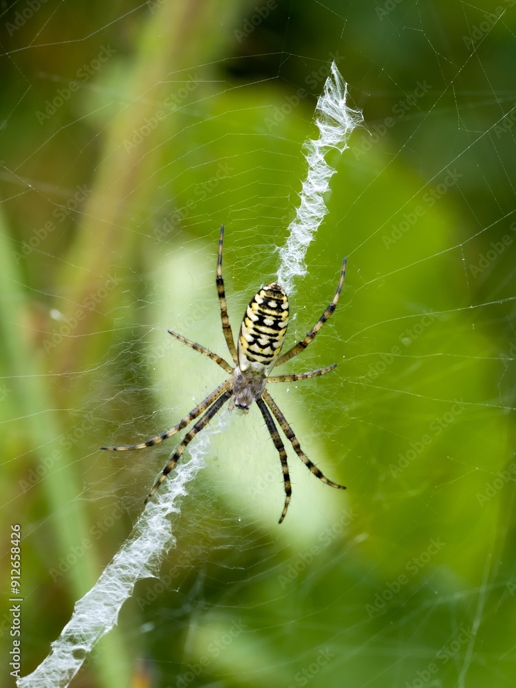 A series of images of a wasp spider (Argiope bruennichi) - a female with a typical web. Close up. A series of images of a wasp spider (Argiope bruennichi) - a female with a typical web. Close up.
