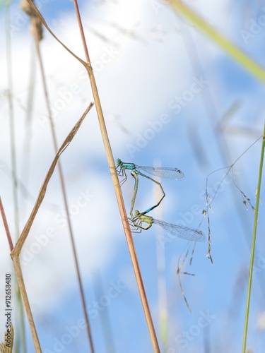 Nehalennia speciosa (pygmy damselfly, sedgeling or sedgling) sitting on a grass stem during mating. Close up.