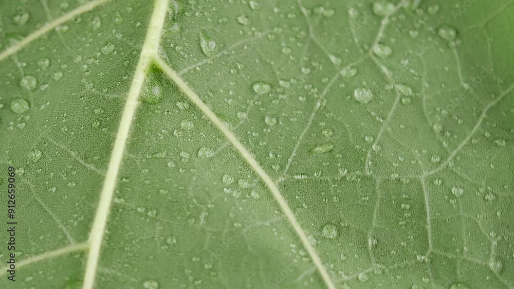 Leaf in macro background. Close up top view of rotation green leaf plant or tree with little drops water. Botany, natural ingredients, vegetation concept. Selected focus Leaf in macro background. Close up top view of rotation green leaf plant or tree with little drops water. Botany, natural ingredients, vegetation concept. Selected focus