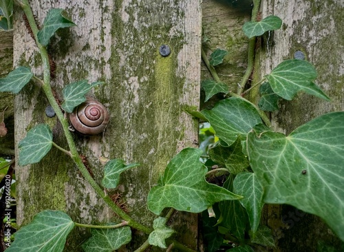 snail on the vine