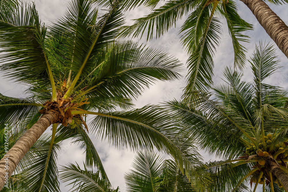 Bottom view of tropical palm trees leaves in blue sky background Natural exotic photo frame Leaves on the branches of coconut palm trees against the blue sky in sunny summer day Phuket island Thailand Bottom view of tropical palm trees leaves in blue sky background Natural exotic photo frame Leaves on the branches of coconut palm trees against the blue sky in sunny summer day Phuket island Thailand