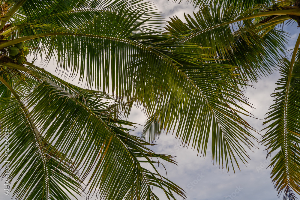 Bottom view of tropical palm trees leaves in blue sky background Natural exotic photo frame Leaves on the branches of coconut palm trees against the blue sky in sunny summer day Phuket island Thailand Bottom view of tropical palm trees leaves in blue sky background Natural exotic photo frame Leaves on the branches of coconut palm trees against the blue sky in sunny summer day Phuket island Thailand