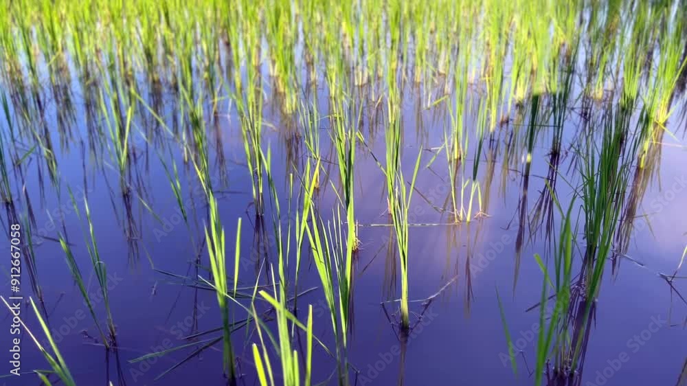 Heathy Rice Field green wheat field, Ripe rice field, Beautiful golden rice field and ear ...