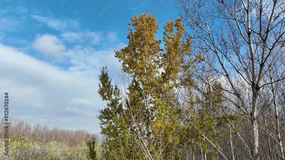 Aerial view of the Danube's floodplain. Flying above and near deciduous trees Aerial view of the Danube's floodplain. Flying above and near deciduous trees