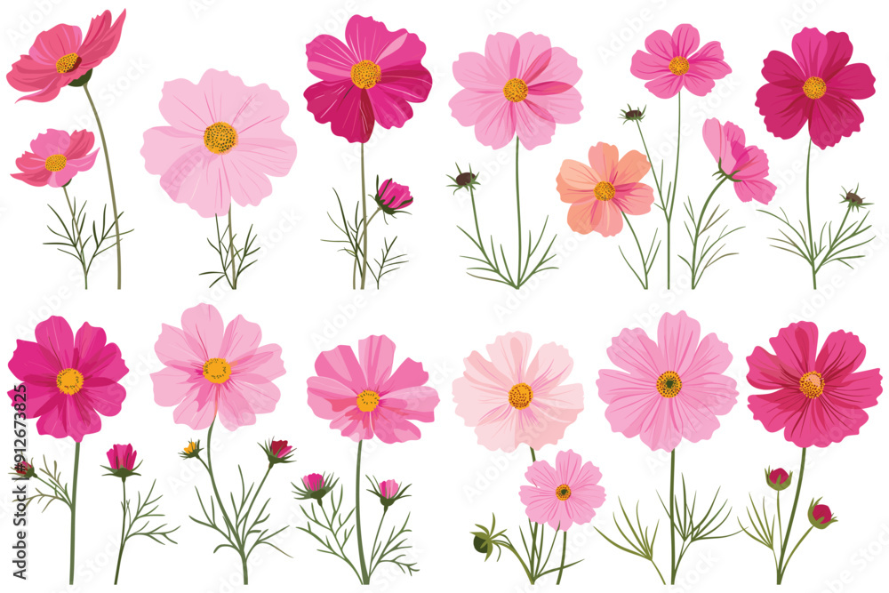 Pink and red cosmos flowers, Set of pink cosmos flowers, Set of cosmos flower collection, Decorative floral design elements, Beautiful cosmos flowers on white background Pink and red cosmos flowers, Set of pink cosmos flowers, Set of cosmos flower collection, Decorative floral design elements, Beautiful cosmos flowers on white background