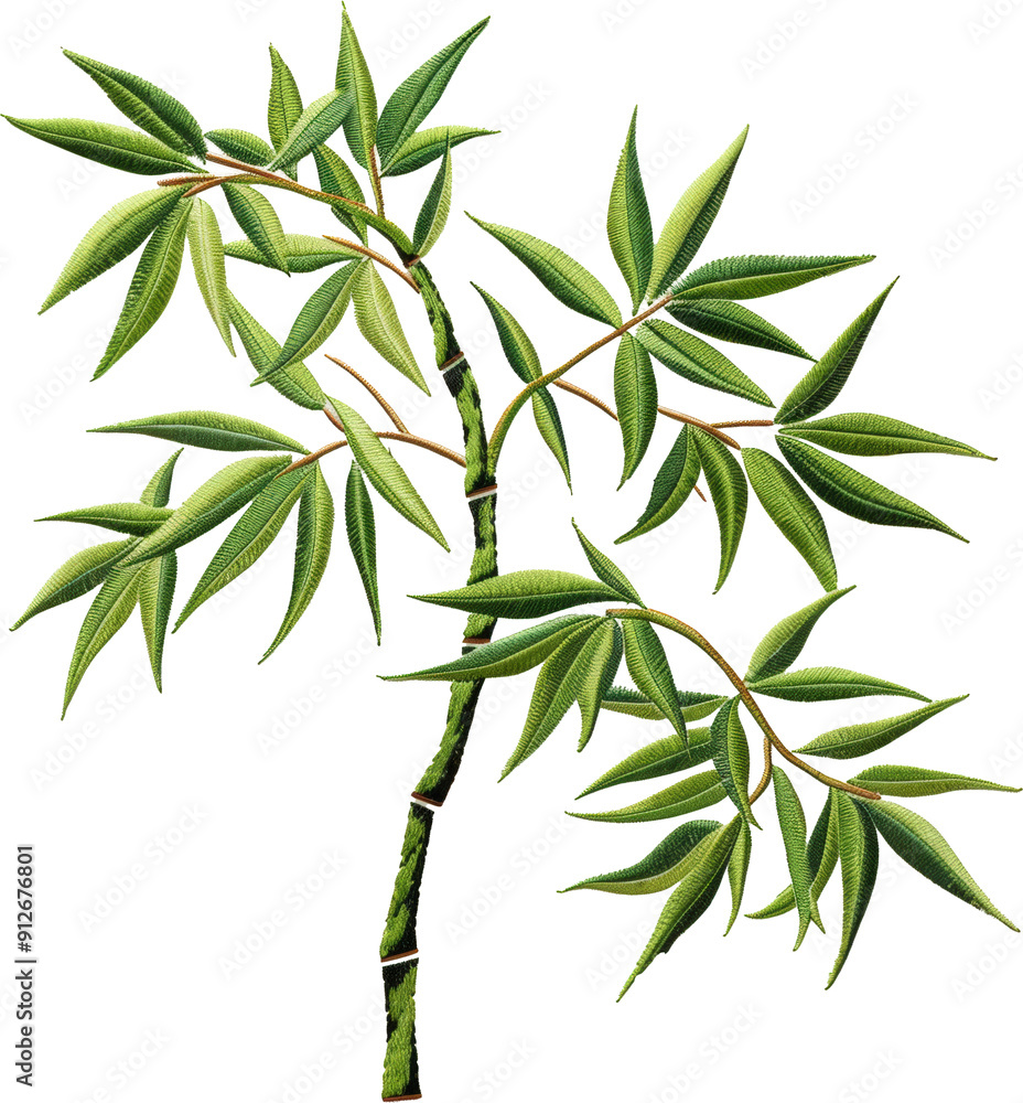 Fototapeta premium Green bamboo stalks