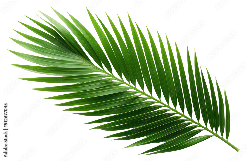 PNG Plant green leaf tree. PNG Plant green leaf tree.