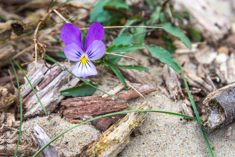 Viola litoralis flower