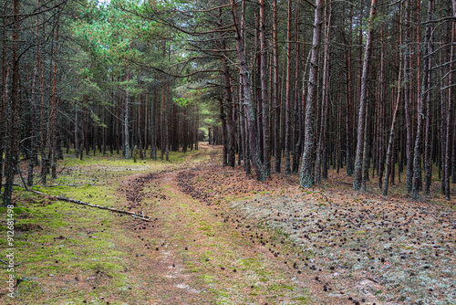 Trail in the coniferous pine forest of the Curonian spit national Park. Russia