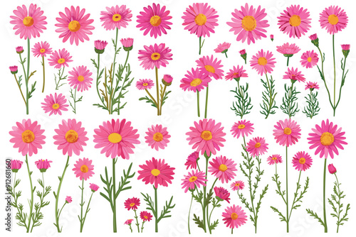 Set of daisy flower vector, Blooming beautiful pink daisy flowers, Beautiful pink daisy flower set, Vibrant pink daisy flowers