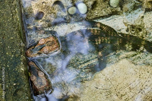 Two paleosuchus palpebrosus or cuiver dwarf caiman. Small crocodile species soaking in water with head floating on the surface isolated on horizontal stone and water background. photo