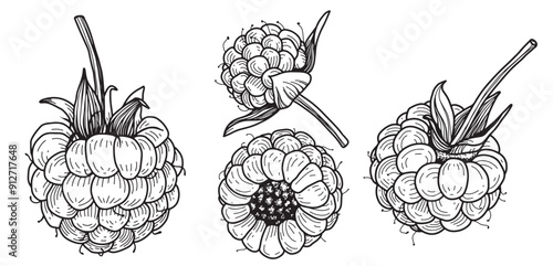 Vector Raspberry or blackberris outline Icon Design. Hand drawn sketch berries in linear drawing style. Scary insect. Graphic design element. Black white illustration isolated on white background.