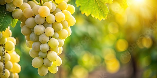 Close-up of bunch of white wine grapes, Reben, Weintrauben, wei?, Weinberg, Trauben, Ernte, Wein, Landwirtschaft, Frucht, Natur